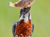 39088