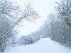 paysage-hivers-2010_0