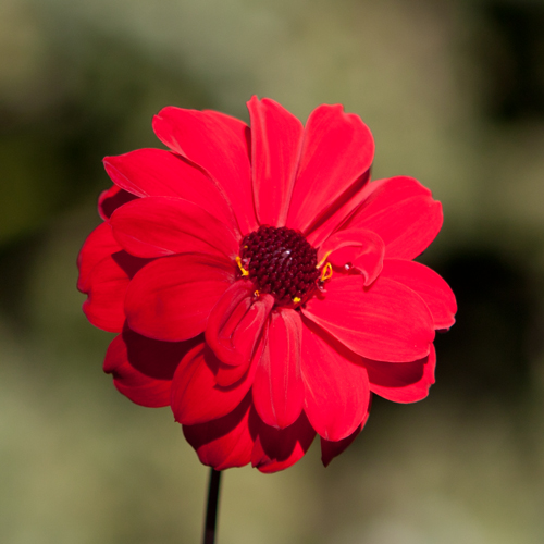 geneve-fleur-rouge
