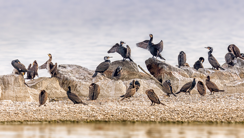 cormoran-ile-aux-oiseaux
